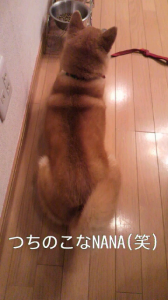 ☆またまたげちゅようびっ! 画像1