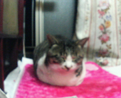 63.4kg　　　33.5% 画像1