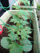 隠し事はできないなあ 画像2