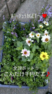 ☆カレーにはらっきょう！ 画像2