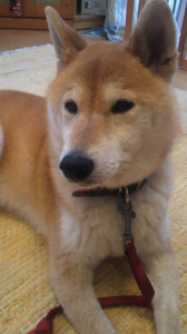 ☆ひさしぶりにゆっくり～( ￣ｑ￣)ｚｚｚ 画像2