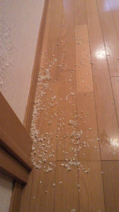 ☆地震・雷・火事・女帝・・・？(||ﾟДﾟ)ﾋｨｨｨ! 画像2