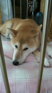 ☆なにげに～ 画像1