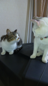 まねしこたんたん 画像1