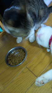まねしこたんたん 画像2