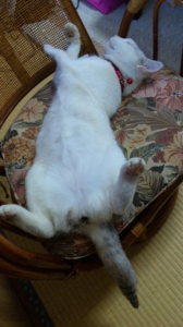 まねしこたんたん 画像3