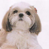 犬 画像1