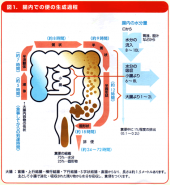 過敏性腸症候群・・。 画像3
