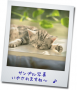 フェアリーVSフェアリー