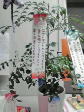 七夕♪ 画像2