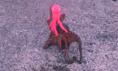 アジタコナス 画像2