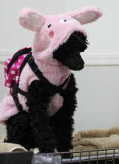 犬のお散歩 画像3