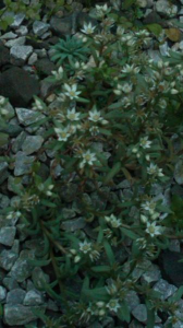 シロツメクサの花冠。 画像3