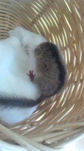 やまね 画像2