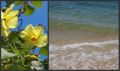 海で泳げる？
