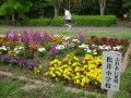 公園で健康維持する人々