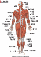 ☆筋肉の使い方☆ 画像1
