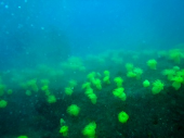 ＤＩＶＥ41　田辺ショウガセ 画像1