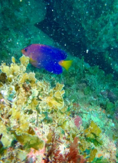 ＤＩＶＥ41　田辺ショウガセ 画像3