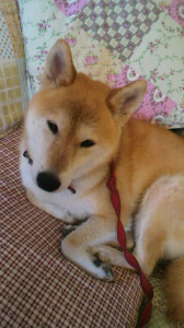 ☆私だって…(__) 画像1