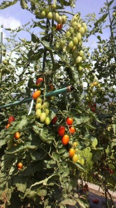 ☆命の洗濯、二日目～ヽ( ´▽`)/ 画像3