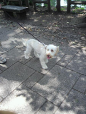 井の頭公園 画像1