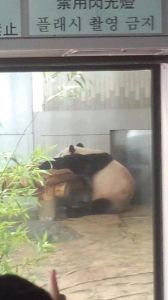 パンダパン 画像1