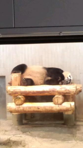 パンダパン 画像2