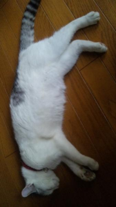 三重苦(>_<) 画像1