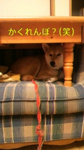 ☆う～さぎ￣(= ∵=)￣ 画像1