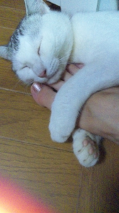 “ぷ”のせい？ 画像2