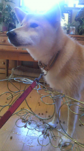 ☆途方にくれる・・・(ﾟ＿ﾟi)ﾀﾗｰ･･･ 画像1