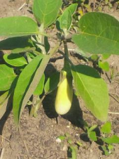 あと２日 画像2