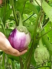 金トレ　スロトレ計画はじめます＋α 画像1