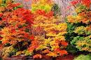 「紅葉・絶景！」 画像3