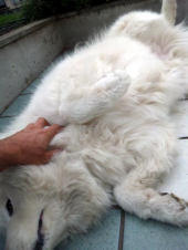 サモエドのニコ 画像2