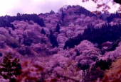 みよ。  画像2