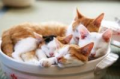 ネコ鍋ブーム？(^o^)丿