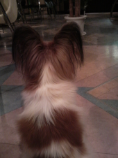 ☆初めてのＤｏｇＣａｆｅ☆ 画像3
