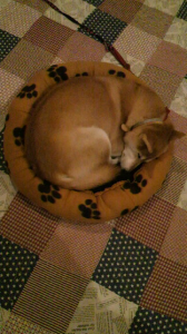 ☆伊勢から帰ってきた奴… 画像2