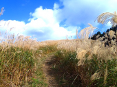岩湧山の花ススキ 画像1