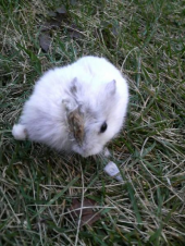 ばいばい 画像1