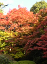 京都の紅葉♪