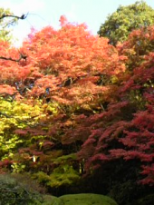 京都の紅葉♪ 画像3
