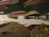 水族館 画像2