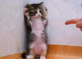 気のせいか・・・(;´д｀)