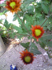 菊の花 画像2
