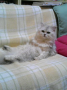 今日のにゃんこ