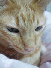 あけおめ～。 画像1