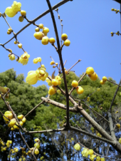 ☆ろうばいが咲く日本庭園☆ 画像1